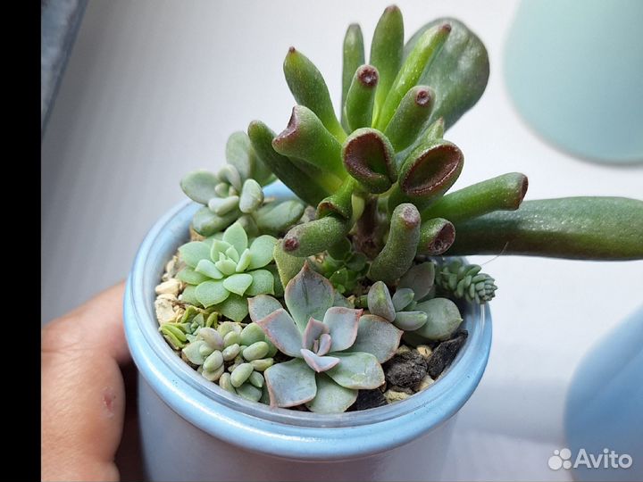 Суккуленты