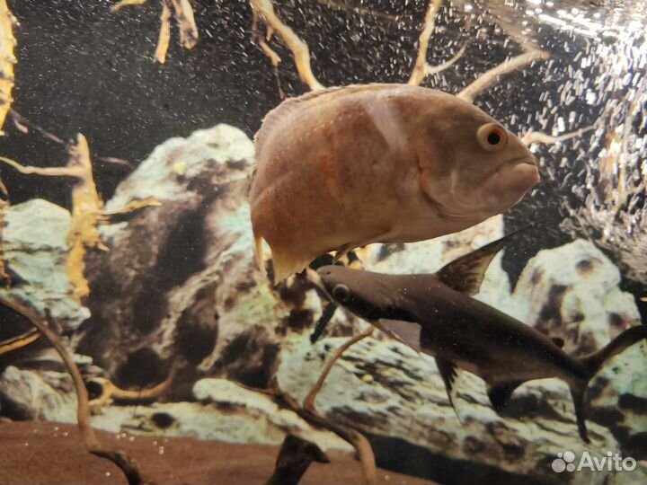 Астронотус