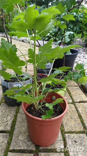 Смородина (черная, белая, красная)