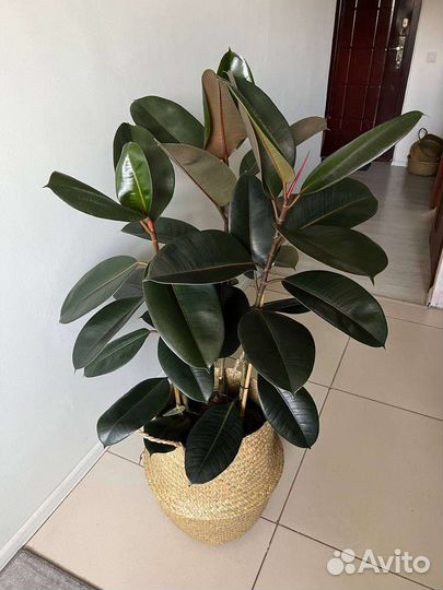 Фикус эластика 115 см