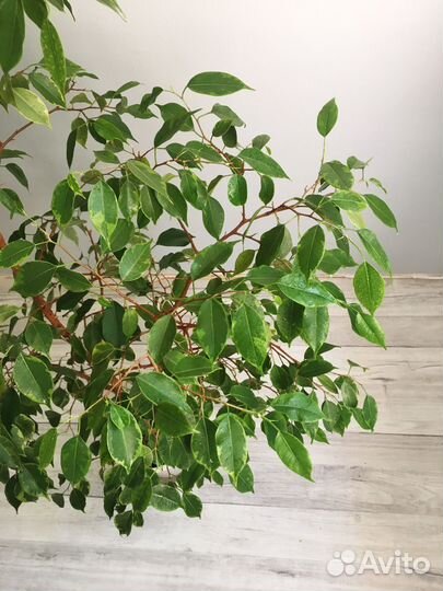 Фикус бенджамина большой