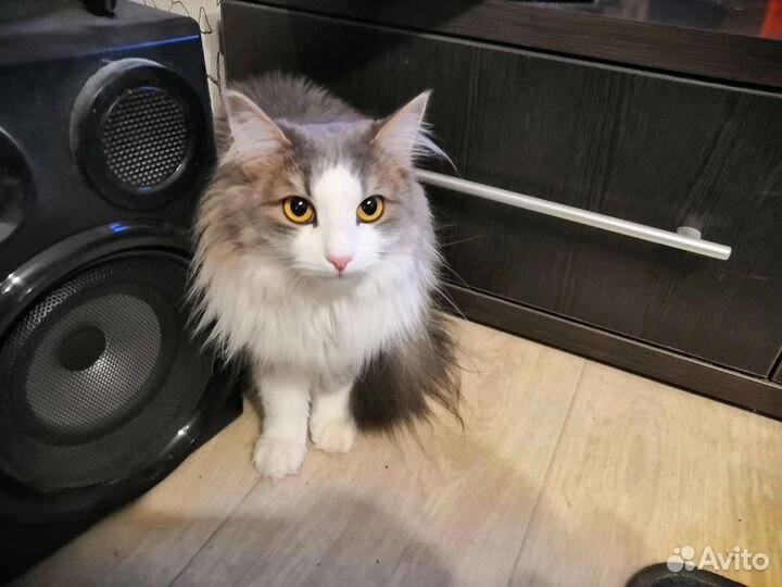Кошечка для любви