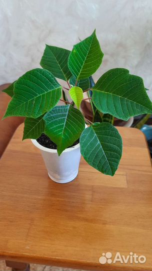 Пуансеттия, клеродендрум, эписция, зиферантес