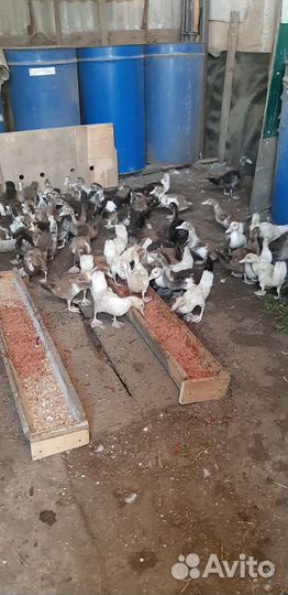 Утка домашняя