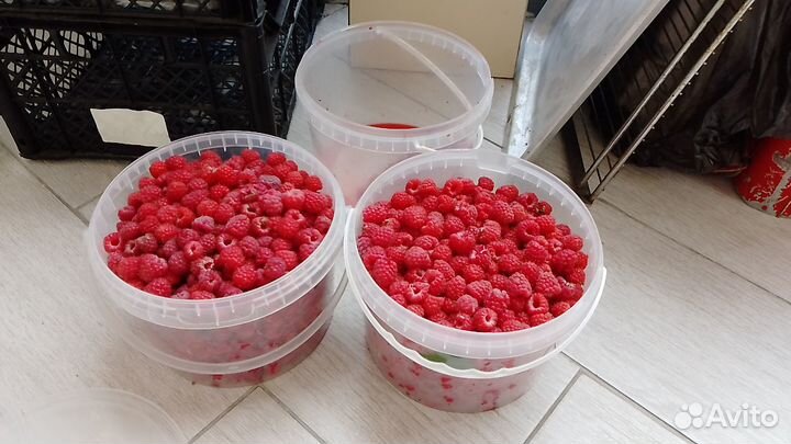 Малина садовая ягоды