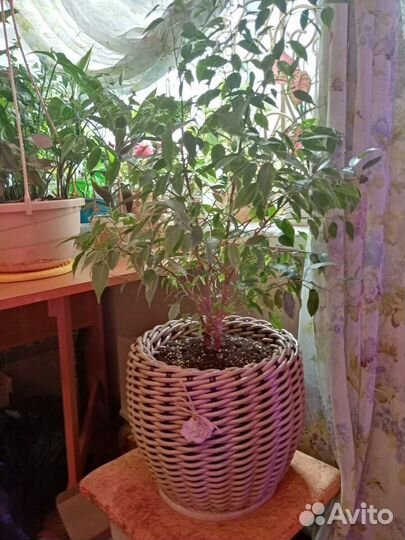 Плетеное кашпо из ротанга ручной работы