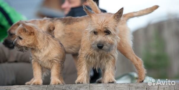 Щенки - пшеничный терьер