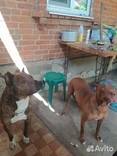 Щенки питбуля