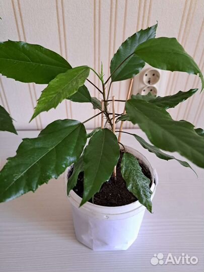 Гибискус китайская роза