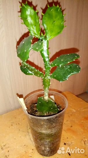 Опунция Монаканта Вариегата