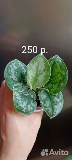 Сциндапсус Экзотика пиктус