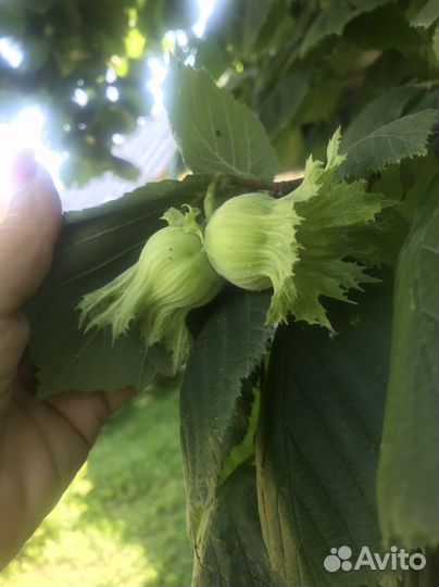 Фундук, инжир, гранат Саженцы