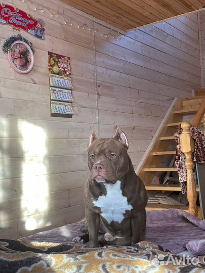 Американский булли вязка покет