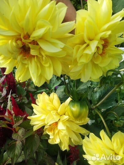 Рассада,цветы многолетние