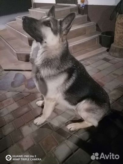 Кобель вео ищет невесту