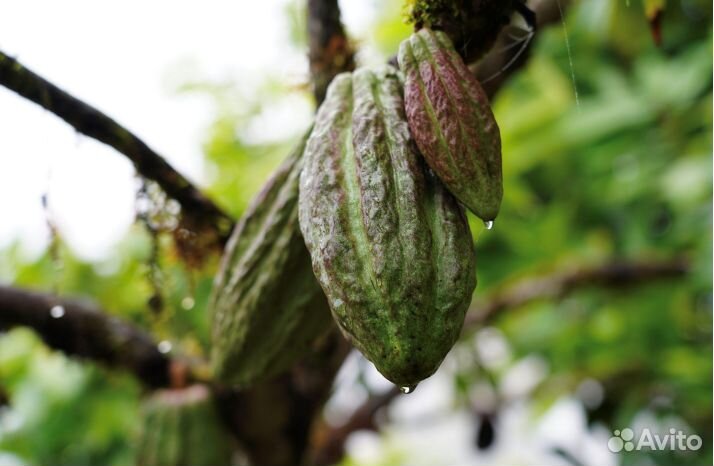 Какао-бобы Гран Пало Бланко из Перу органика