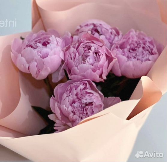 Пионы Цветы