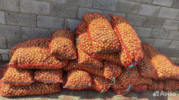 Выборка лука-севка