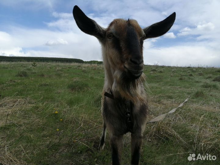 Козел Альпийский