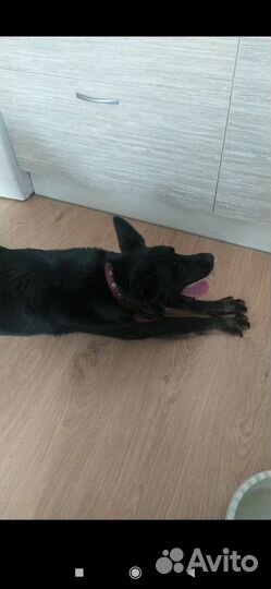 Отдам собаку в добрые руки