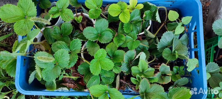 Рассада усы клубники