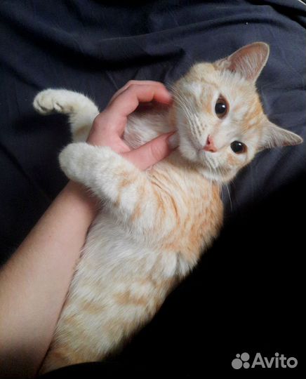 Отдам кота в добрые руки