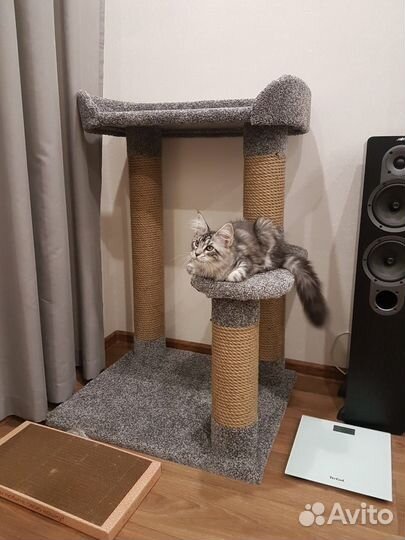 Когтеточки и домики для кошек