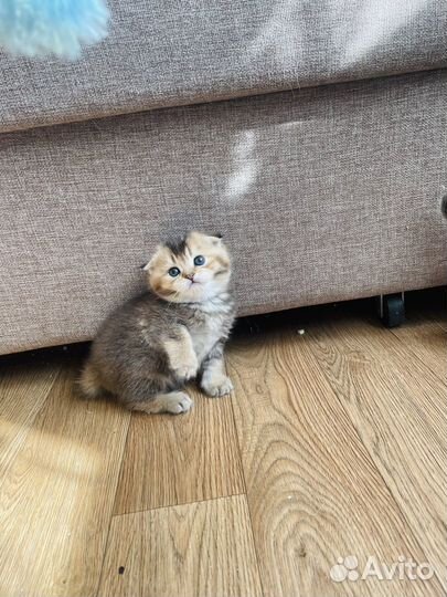 Шотландские котята