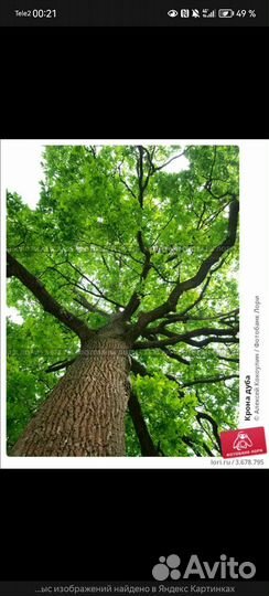 Дуб древесина