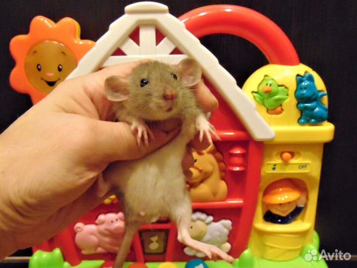 Крысы,крысята очаровашки,малыши - питомник, клетки