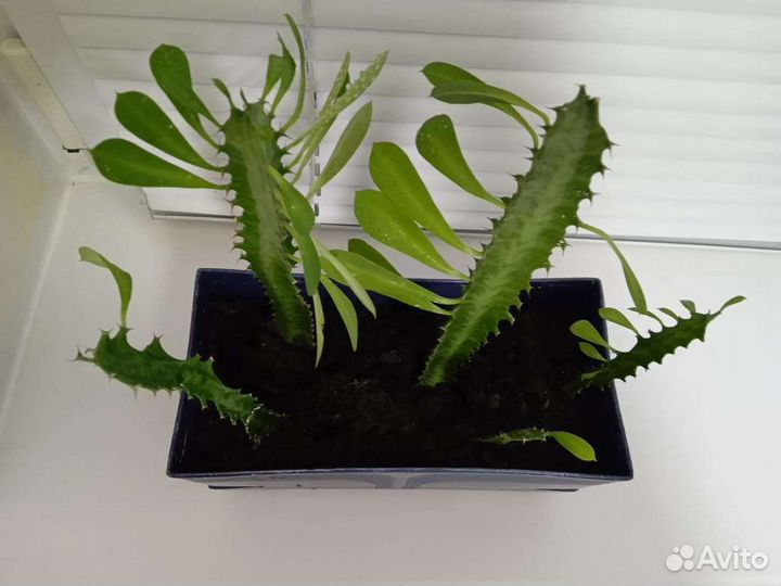 Молочай трехгранный /Эуфорбия тригона