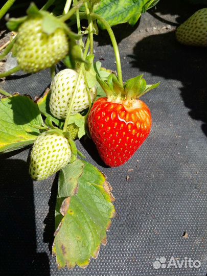 Рассада клубники