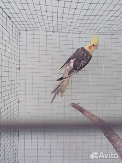 Попугаи корелла