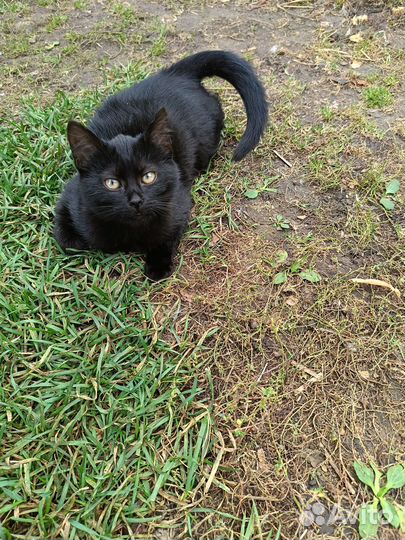 Шотландская