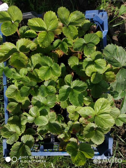 Саженцы клубники и хосты