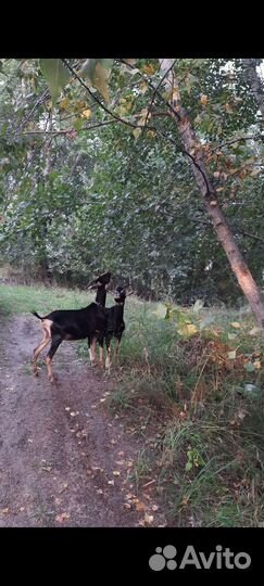Козочка альпийская