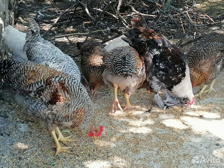 Билефельдер петушки