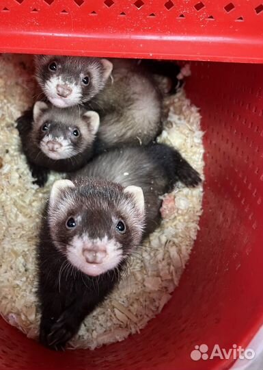 Домашний хорек