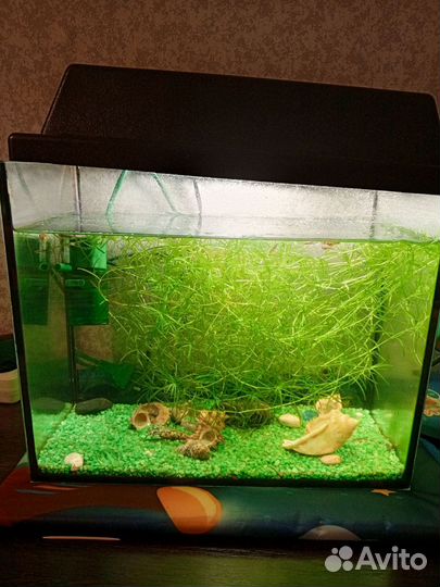 Аквариум
