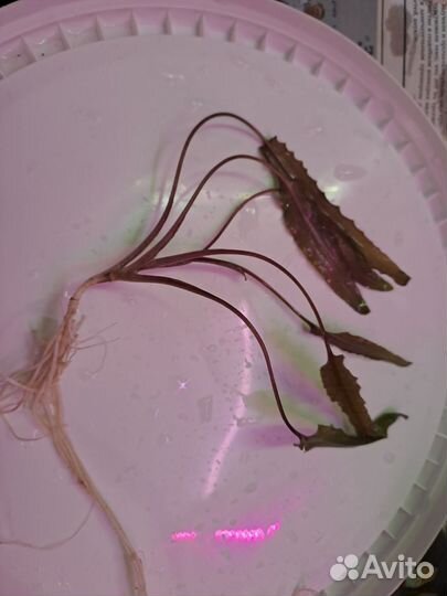 Криптокарина