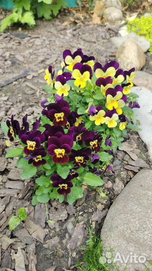 Хаутюния и растения в дизайне сада и водоема