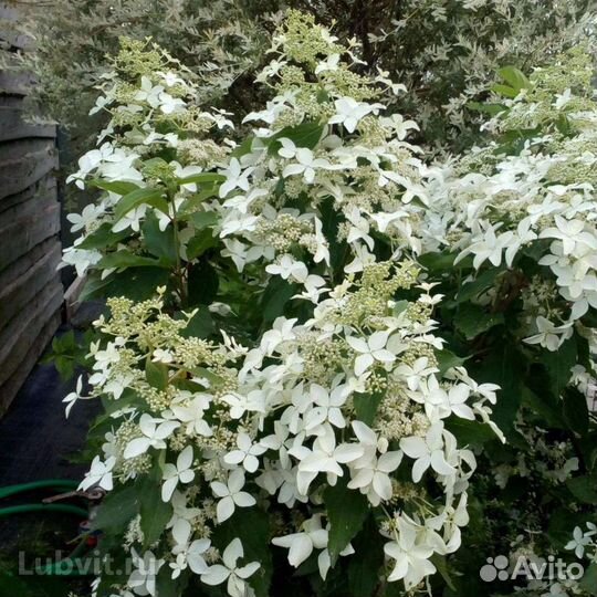 Гортензия метельчатая Меджикал старлайт