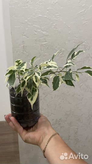 Фикус бенджамина