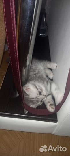 Кошки