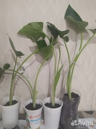 Эфиопская калла белая,есть цветущая в наличии