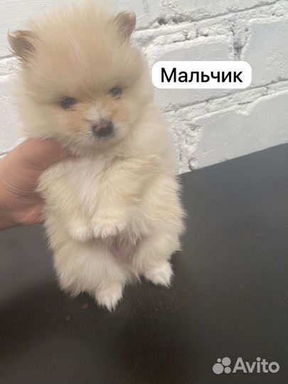 Померанский шпиц