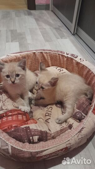 Кошка в дар бесплатно