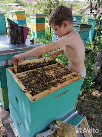 Пчелопакеты, семьи