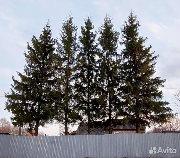 Продаю ели
