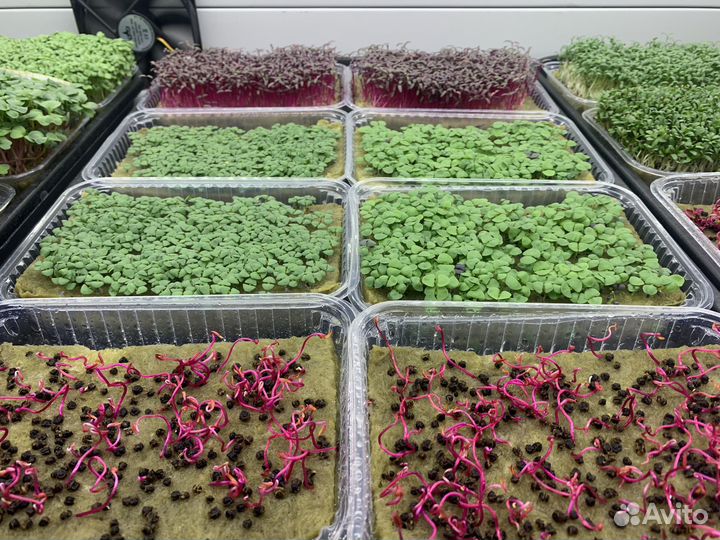 Микрозелень